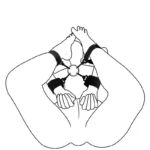 sujeciones negras con plug anal